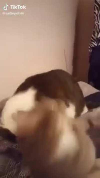 Cat bites another cat