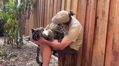 Leopard cuddles