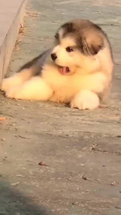 Very Cute Dog
