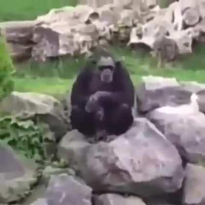 Croatian monke🤣🤣😎 😎