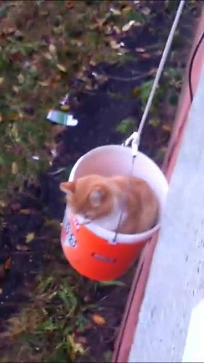 In USA - cat takes the kittydoor. But in Soviet Russia cat takes secret KGB Bucket Elevator!!!