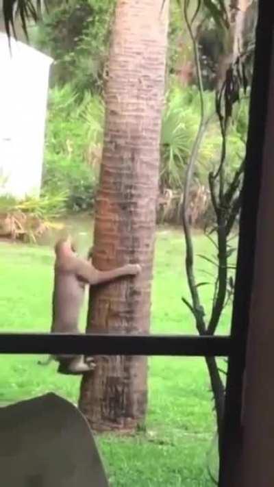 Bobcat vs Squirrel on a tree.
