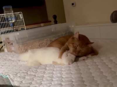 As soon as the cat lies down on the bed, the rabbit comes to spoil it. It's too cute...