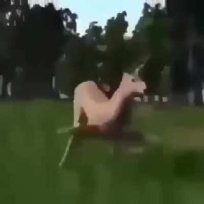 Hoy es Sábado de violar gatos de vecinas