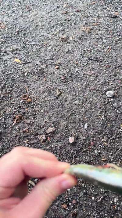 Found a dead fish on the ground at the same time this guy flew into my arm and landed in front of me…