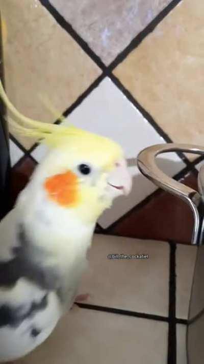 Bill is playing in the kitchen (sound on 🎶)