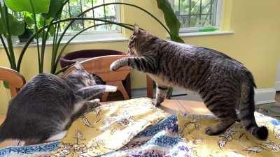 Mortal Kombat: SIC Brothers