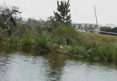 Day 159 of posting capybara videos to r/forsen