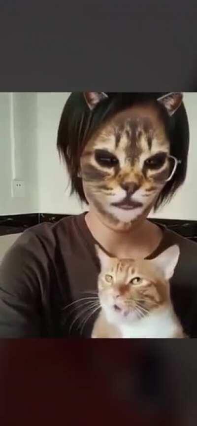 Cats reacting to a cat filter. (similar to mirror test)