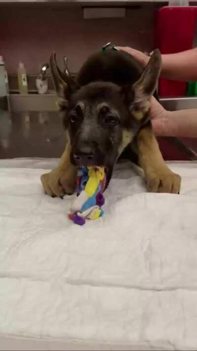 A trip to the vet yields an unexpected surprise....