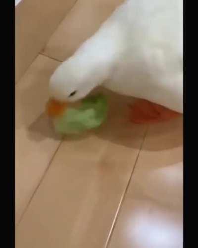 Duck *Subaru noises*