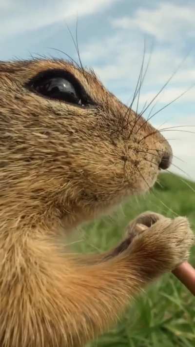 🔥Praise the cameraman for this super close up shot of a squirrel eating