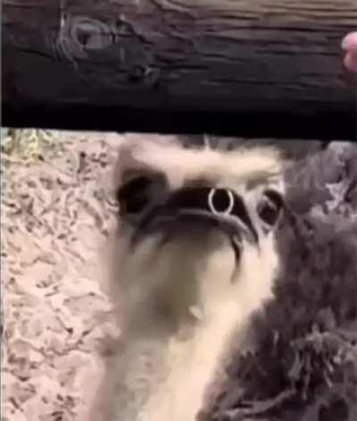 The ring was stolen by the most unlikely creature imaginable….