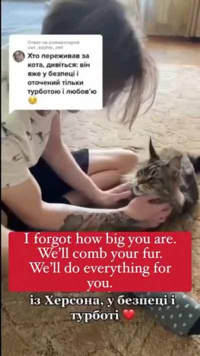 Maksyk, a Maine Coon cat rescued from Kherson was reunited with his owners!