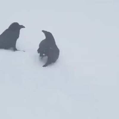 Sábado de Córvidos en la nieve