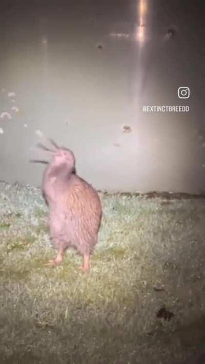 The Screech Of A Kiwi Captured On Video