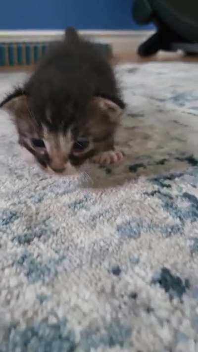 Little baby Thyme going for a stroll