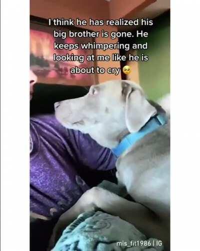 I’ve never wanted to hug a dog more in my life