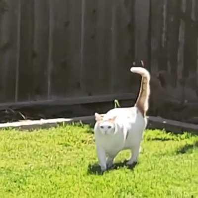 When fat boy sees Daddy ❤