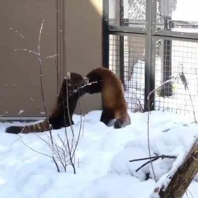 Yağlı güreş gibi jsjsjsj