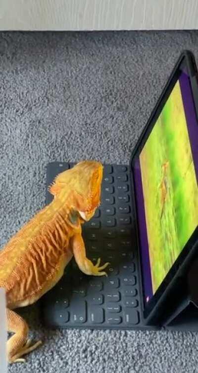 Ran out of his enclosure to get a better look at the documentary I put on for him:,)