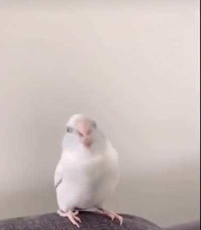 Try hards trying not to get headshot