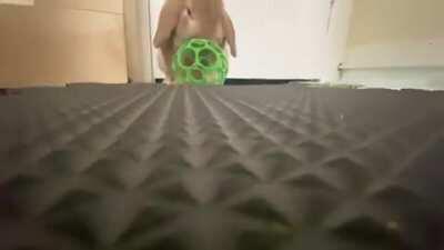 Happy National Pet Day to Hamilton who would be perfect for the bunnyNBA but is too lazy.