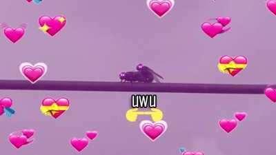 UwU 👉👈