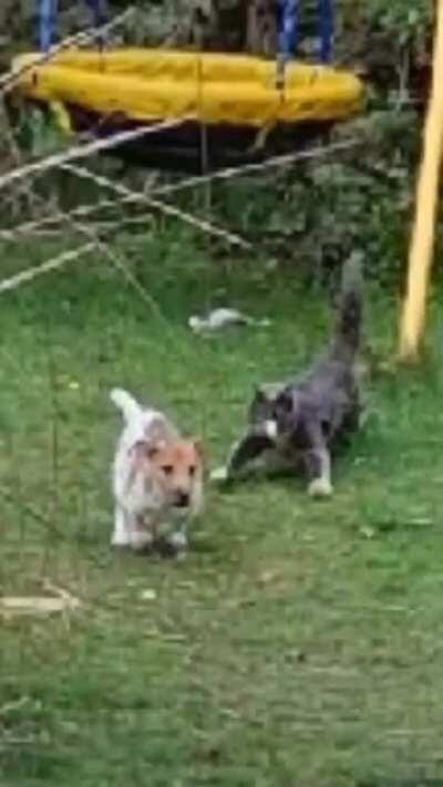 To attack the cat next door