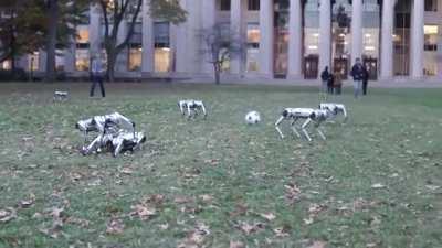 Robot Dogs at MIT