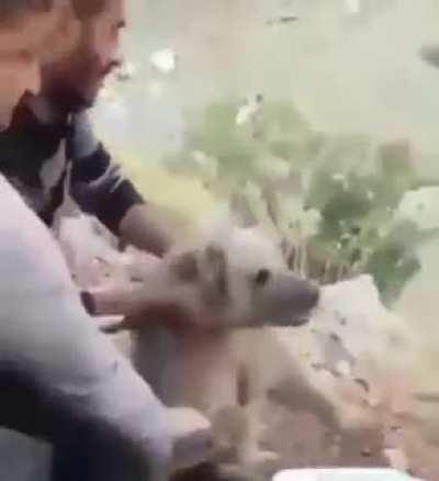 They saved the bear, except they didn't.