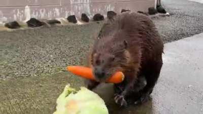 Groceries all in one trip