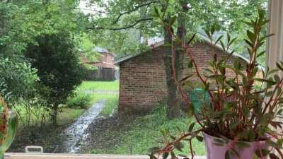 Rainy backyard in Virginia
