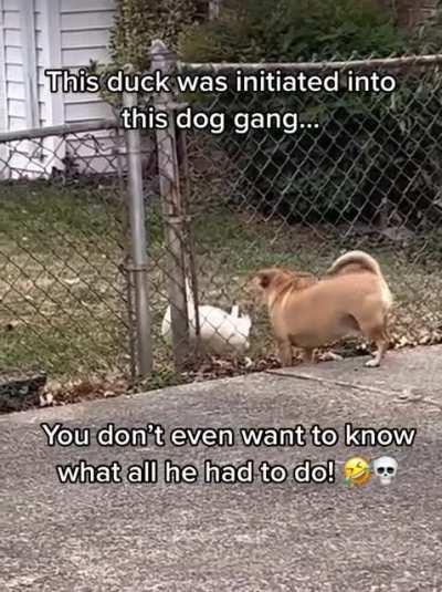 She's trying to bark too