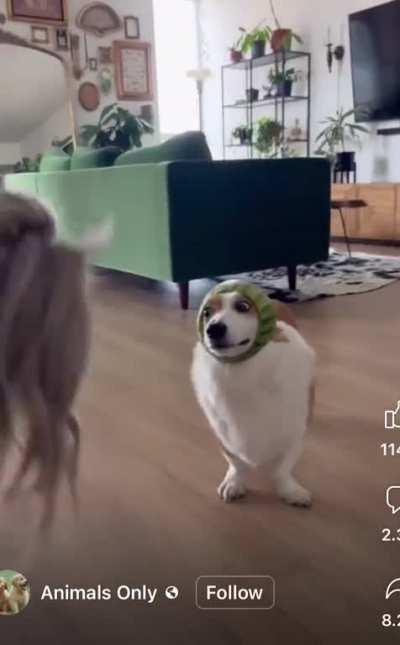 “He looks like an olive!”