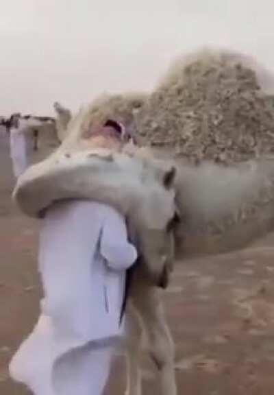 A camel greeting his herder who was absent for a few days.