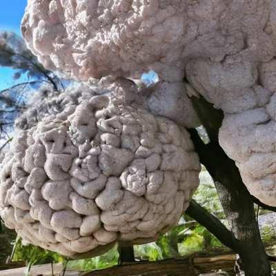 cauliflower-brain-tree-explosion
