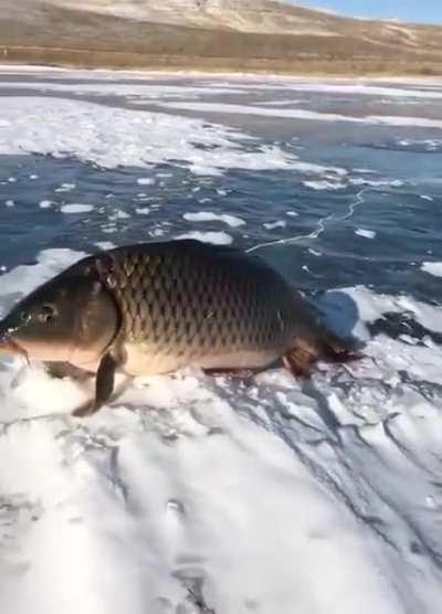 Babushka gave him 1l of vodka, now he was evolving.