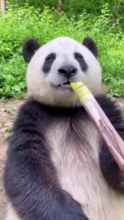Just a panda eating bamboo