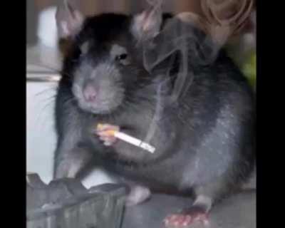 Nobody understands the rat...