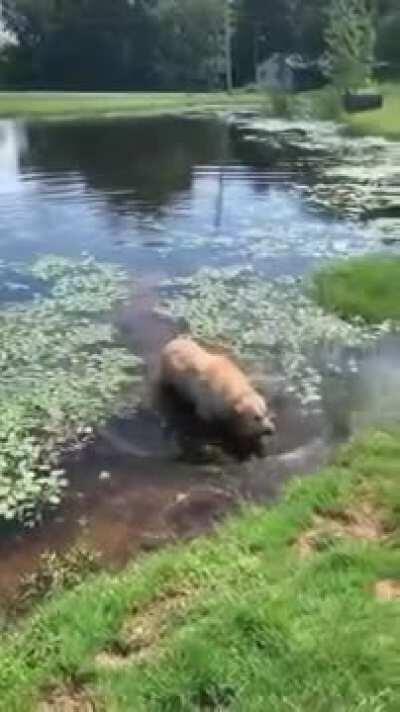 Dog turns into a bear