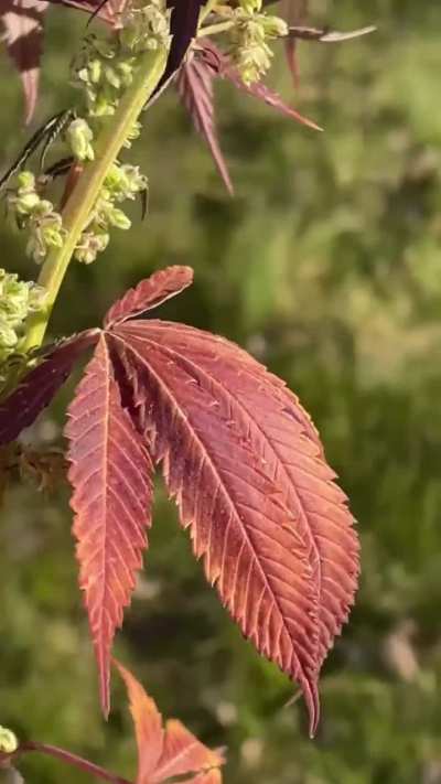 No Skill Required to Make Seeds