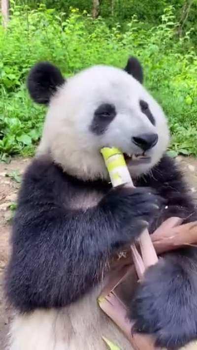 Panda Mukbang ASMR