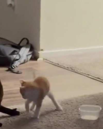 How dare you little monster