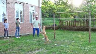 Goalkeeper dog from Georgia