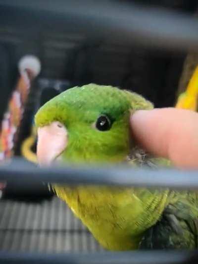 Peapod, and I just met. This is our car ride home. 💚