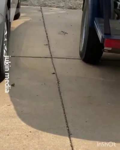 Dog always helps by carrying groceries to the house