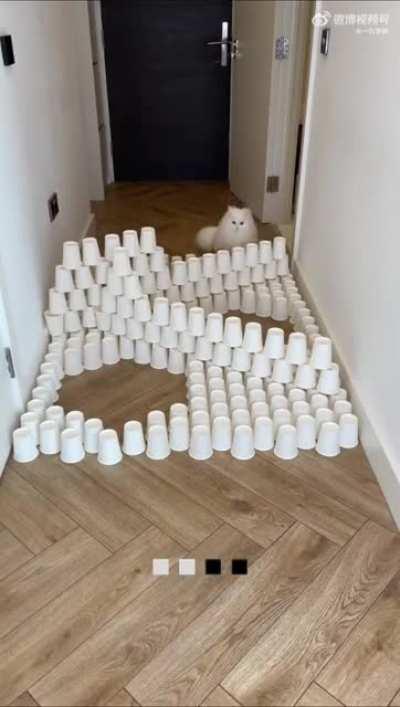 Just found this cat challenge video! So cute !!!