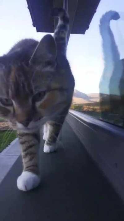 Would anyone care for a boop in this trying time