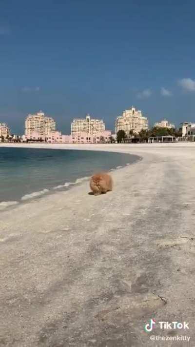 Beach CHONKER